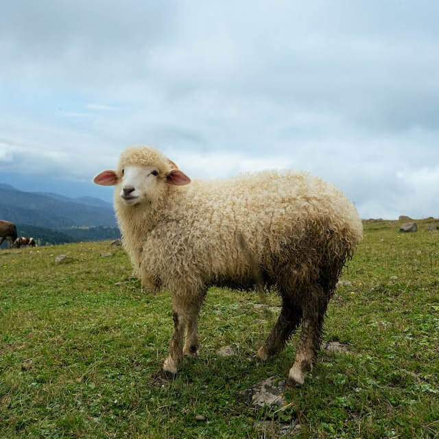 In this example, we explore the color spectrum of a PNG of a happy sheep. To do this, we extract the hue channel from the PNG and get a bright, multi-colored visualization that shows the hues used in the PNG. As you can see, the sheep is predominantly orange, the grass is yellow and green, and the sky is blue. (Source: Pexels.)